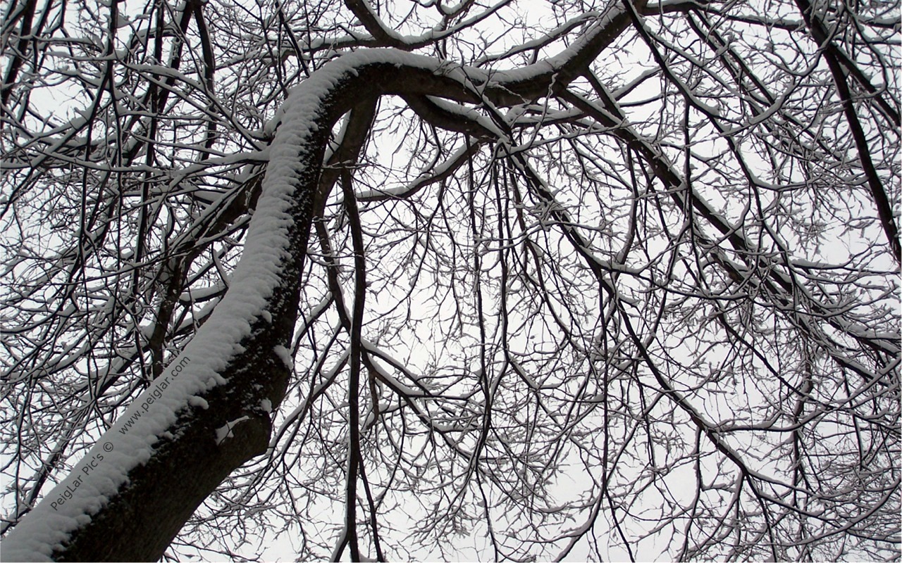 plants 100_1135dt.jpg